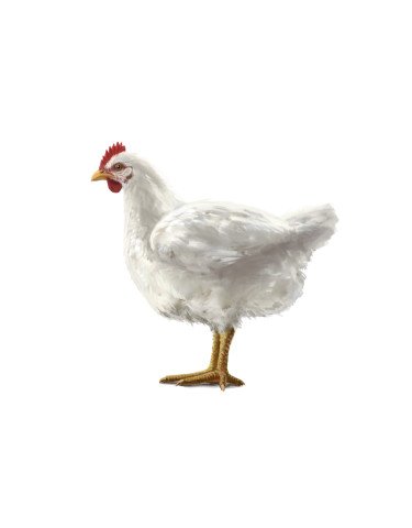 Hero Poulet Teaser