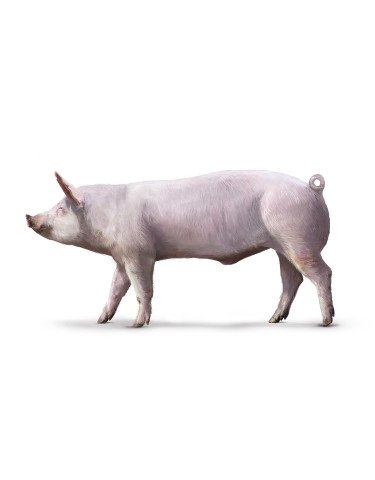 Hero Schwein Teaser