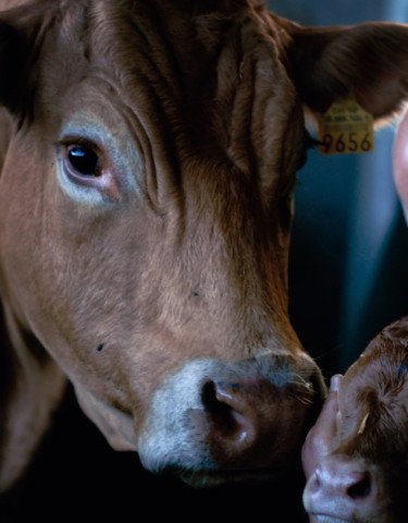 Cow