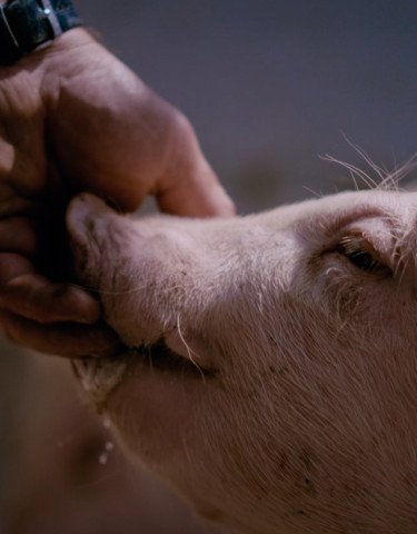 Pig being fed