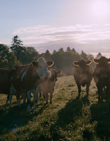 Man working with cows in the field